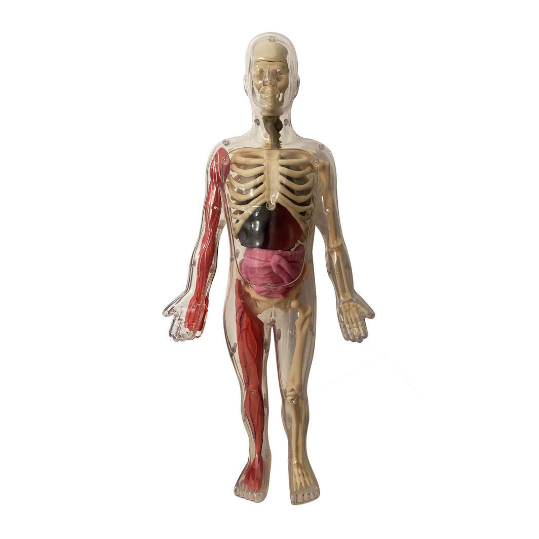 Auzou Activity Box, Exploring the Human Body