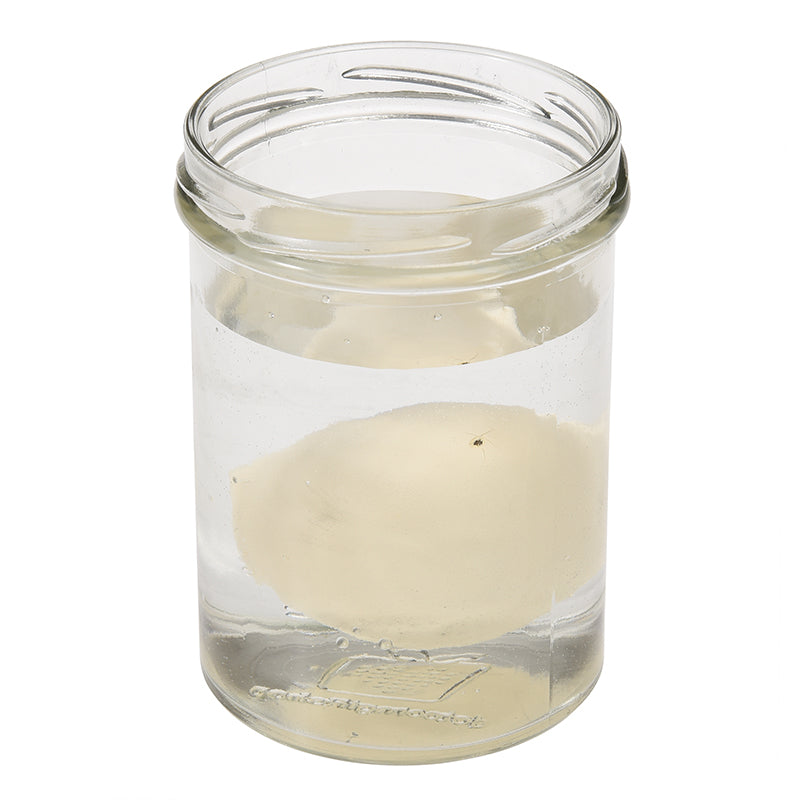 Rex London Dino Egg That Grows in Water